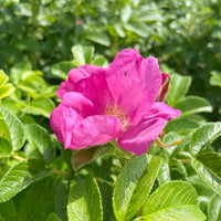 Blüte einer Apfelrose