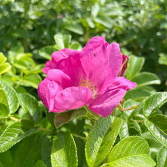 Blüte einer Apfelrose