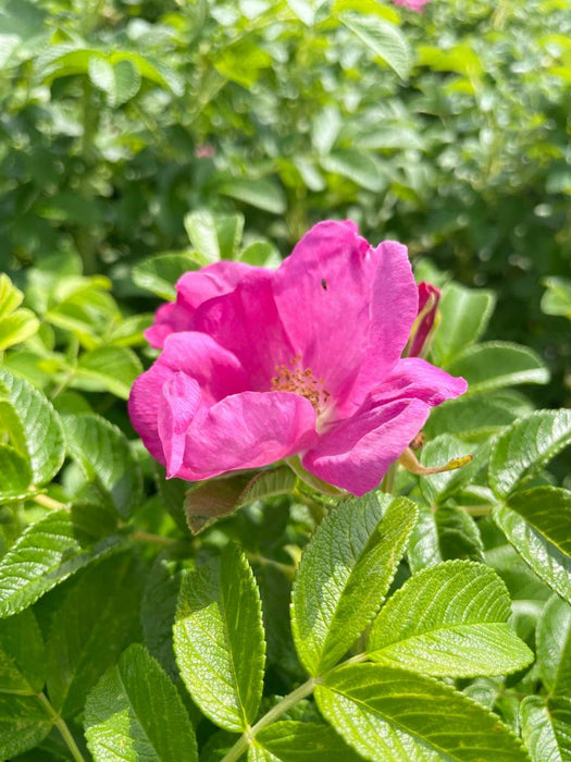 Blüte einer Apfelrose