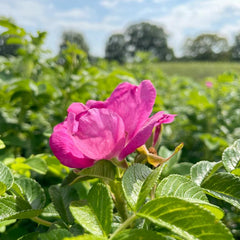 Blüte einer Apfelrose von blauem Himmel