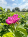 Blüte einer Apfelrose von blauem Himmel