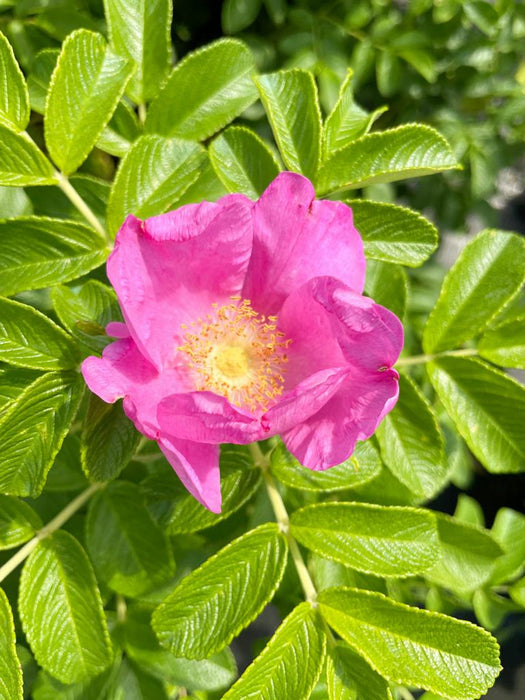 Blüte einer Apfelrose mit grünem Blatt