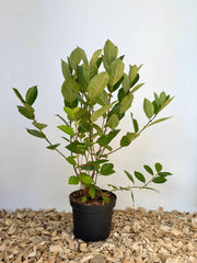 Aronia Apfelbeere im Topf