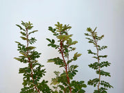 Zweige einer Bibernellrose Nahaufnahme