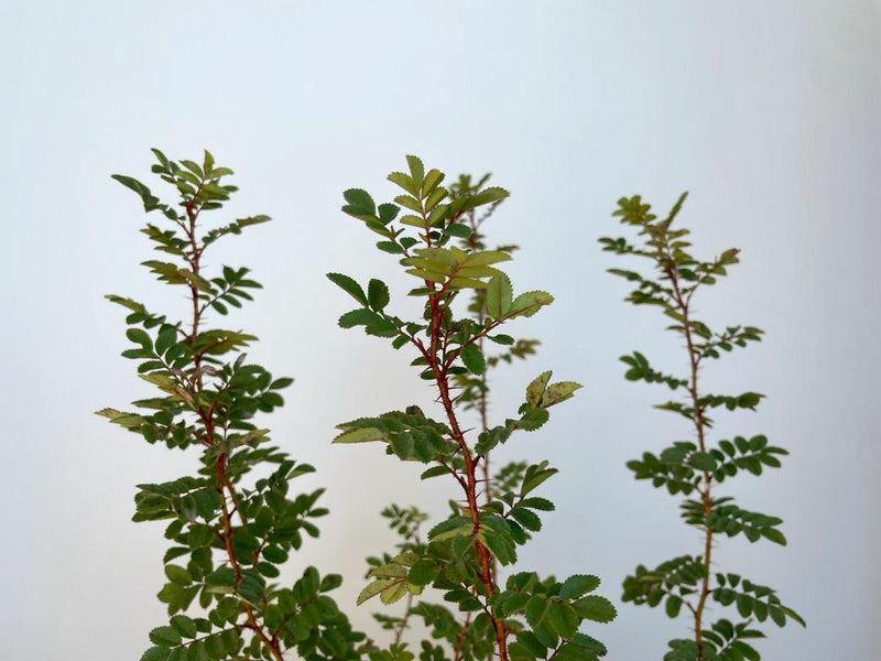 Zweige einer Bibernellrose Nahaufnahme