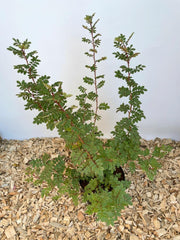 Bibernellrose im Topf von oben