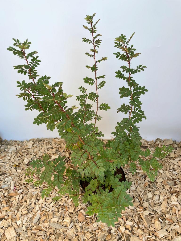 Bibernellrose im Topf von oben