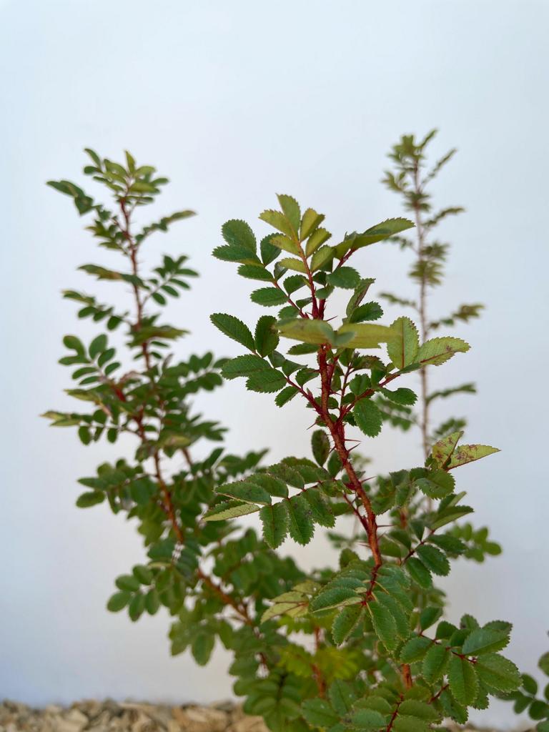 Zweige Bibernellrose