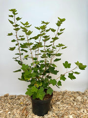 Blutjohannisbeere im Topf