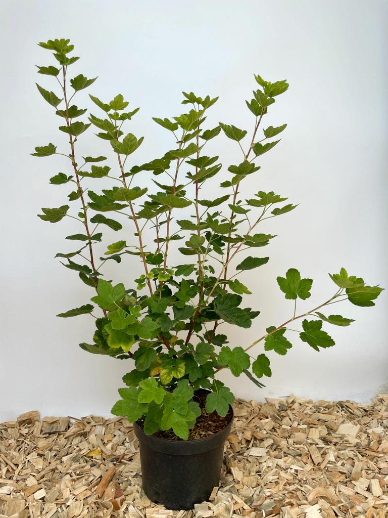 Blutjohannisbeere im Topf