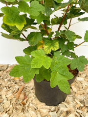 Blutjohannisbeere Blätter in Nahaufnahmen