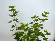 Blutjohannisbeere Blätter