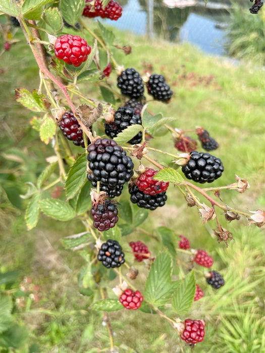 Brombeere am Strauch