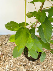 Faulbaum Blattwerk in Nahaufahme