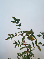 Hechtrose Blattwerk einer Jungpflanze