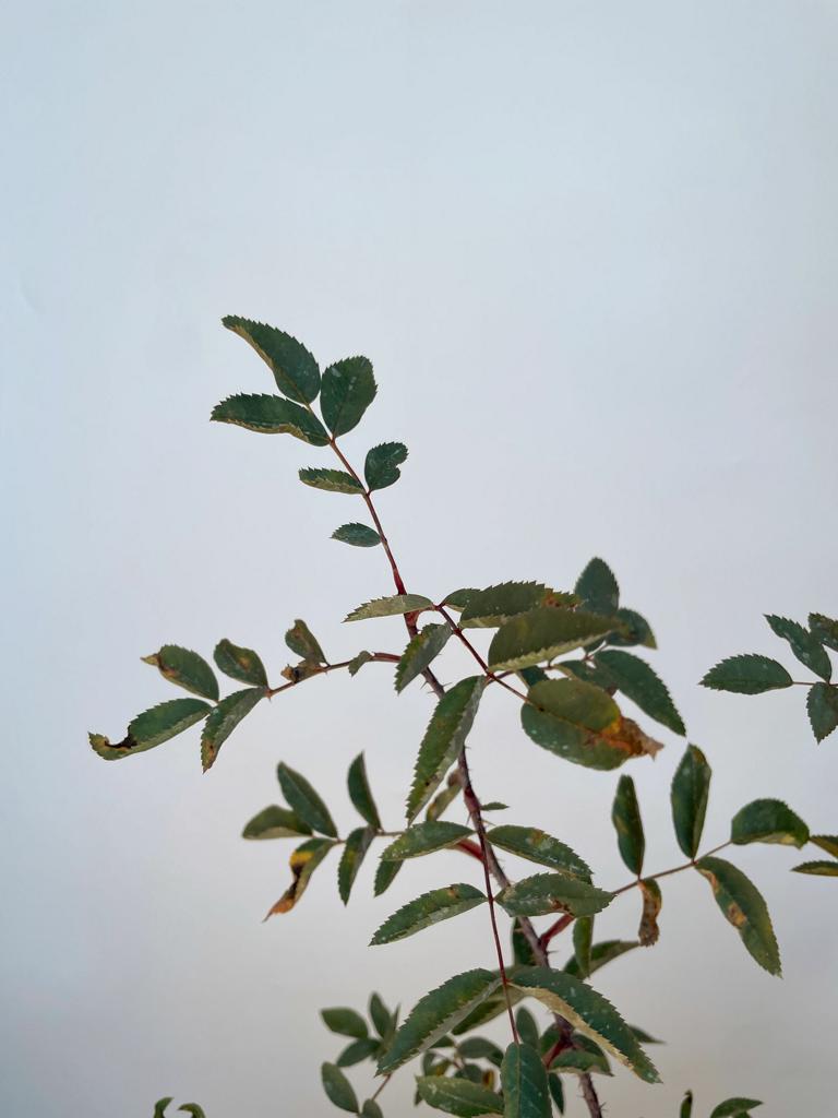 Hechtrose Blattwerk einer Jungpflanze