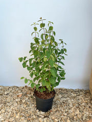 Heckenkirsche im Topf