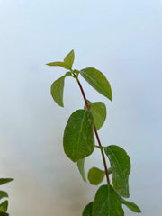 Heckenkirsche Blattwerk einer Jungpflanze