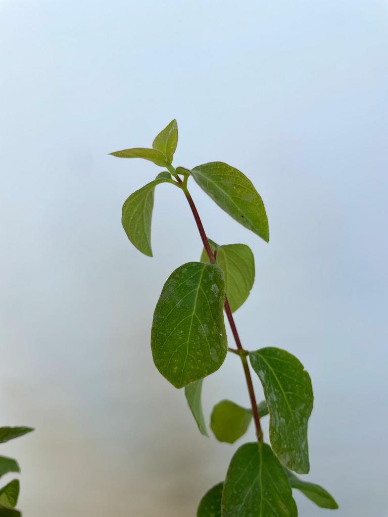 Heckenkirsche Blattwerk einer Jungpflanze