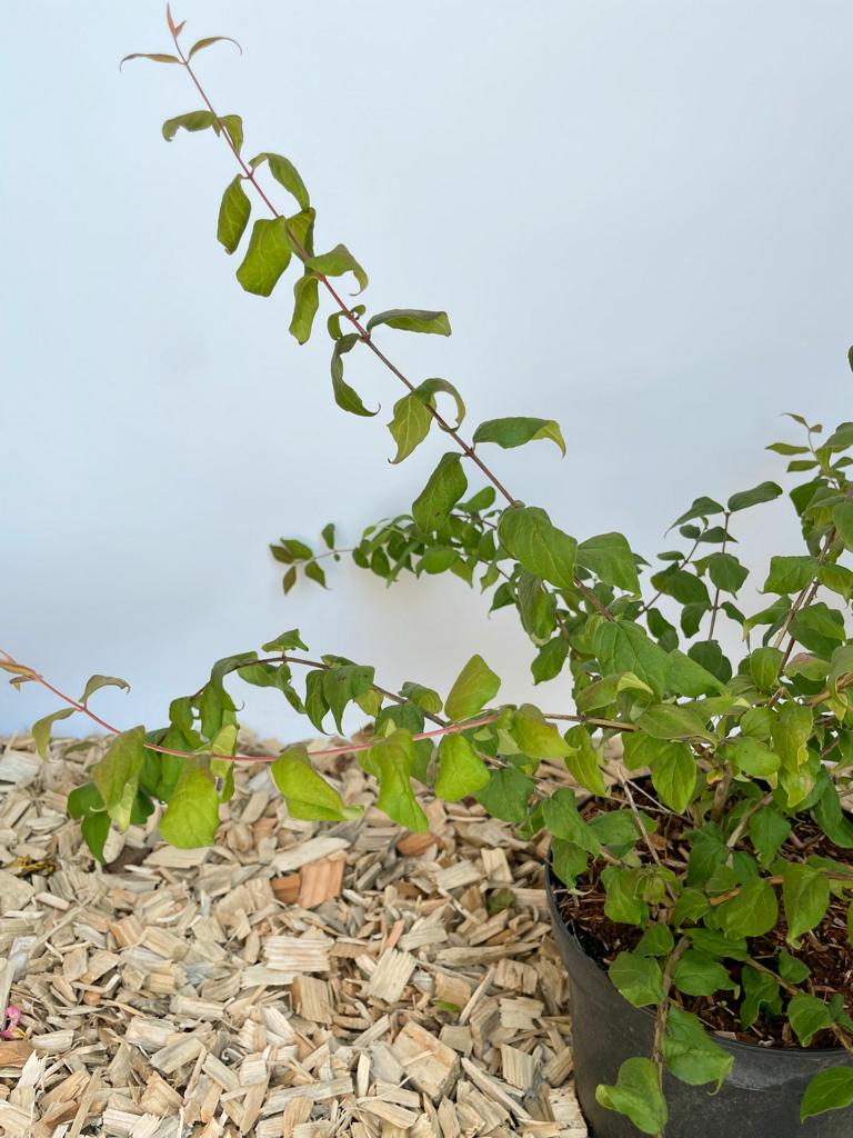 Balttwerk einer Kolkwitzie als Jungpflanze