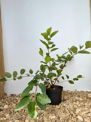 Kupferfelsenbirne als Jungpflanze im Topf