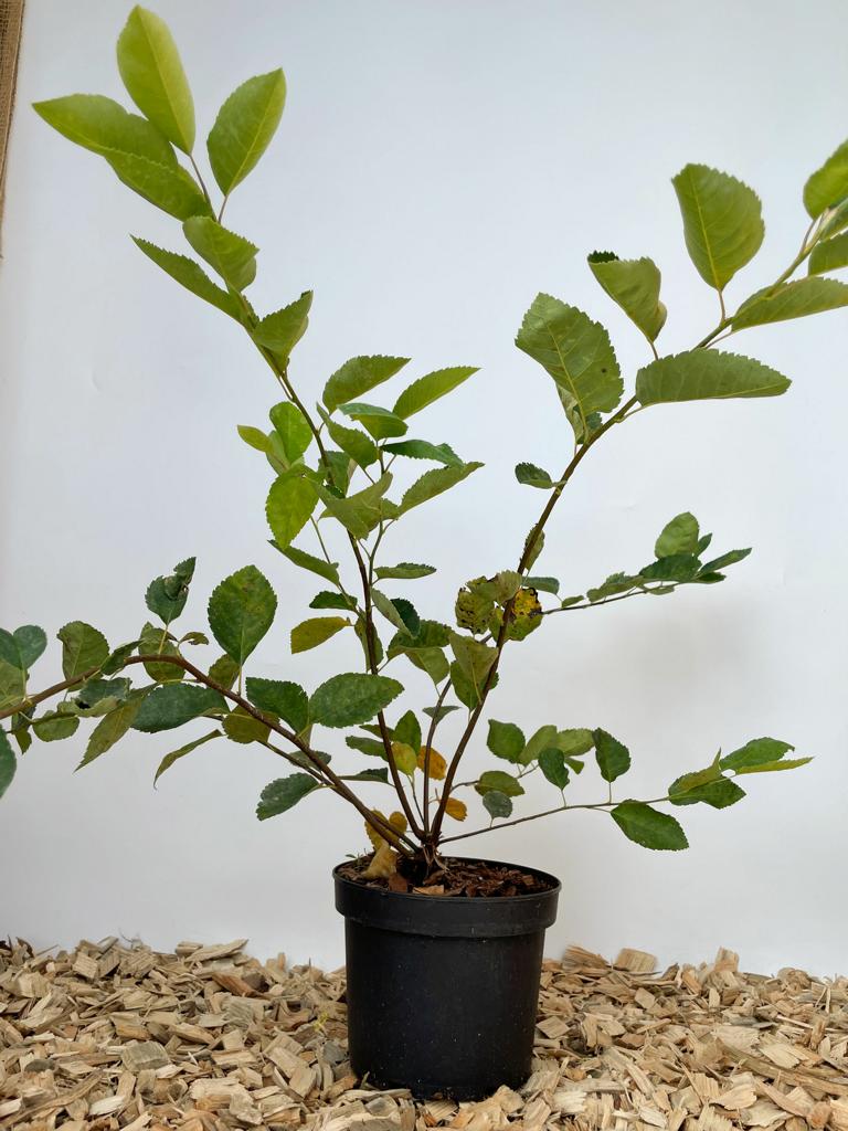 Kupferfelsenbirne im Topf