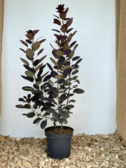 Perückenstrauch im Topf als Jungpflanze