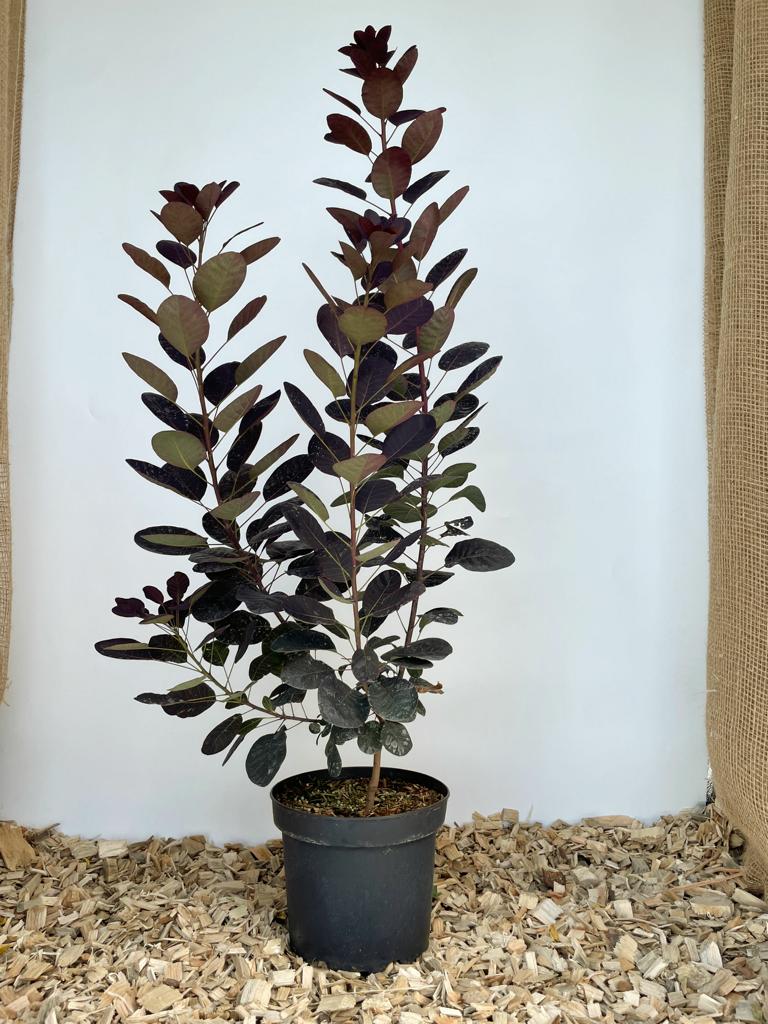 Perückenstrauch im Topf als Jungpflanze