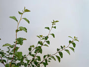 Blattwerk einer Prachtspiere als Jungpflanze