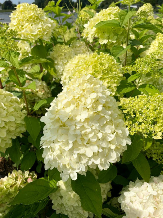 Rispenhortensiein mit Blüte