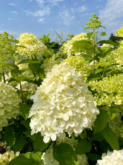 Rispenhortensiein voller Blüte