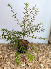 Jungpflanze einer Rosendeutzie