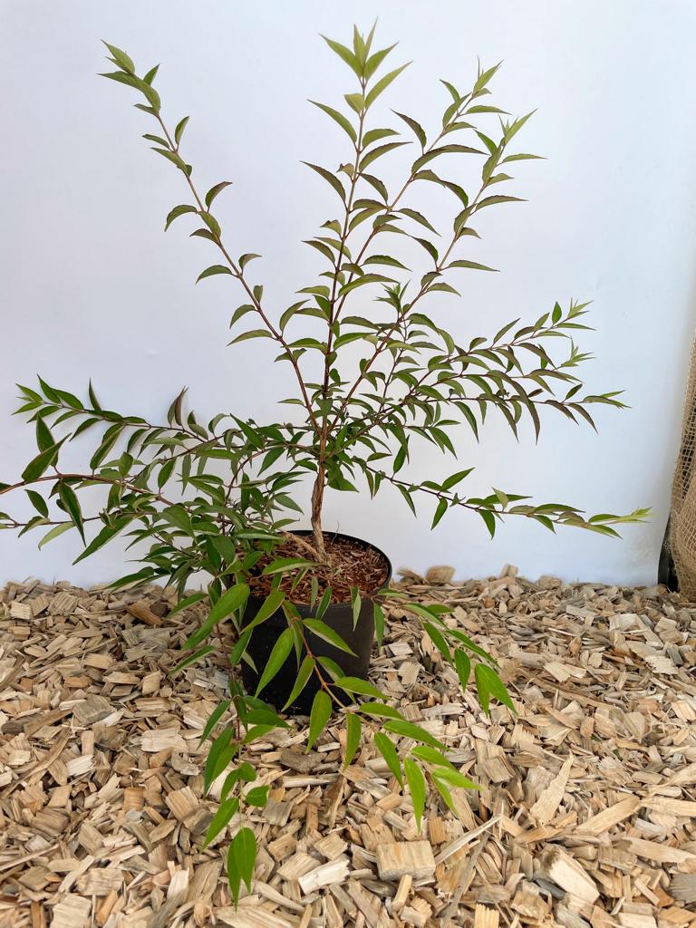 Jungpflanze einer Rosendeutzie