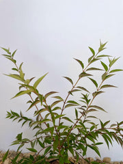 Blattwerk einer jungen Rosendeutzie