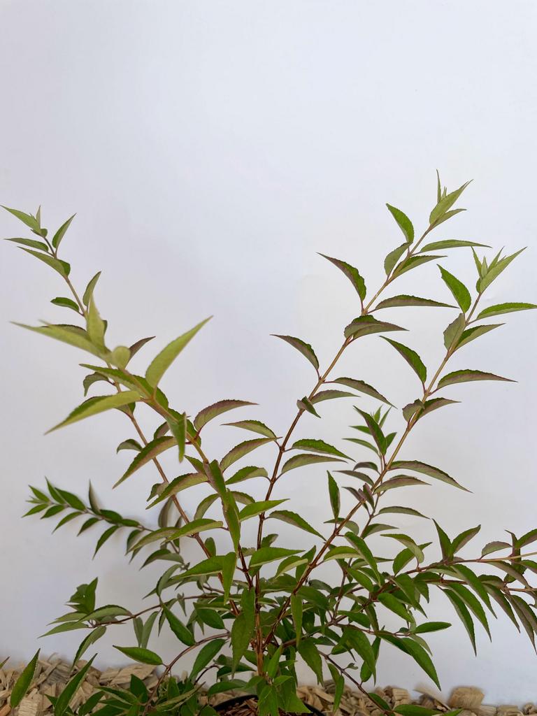 Blattwerk einer jungen Rosendeutzie