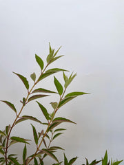 Blattwerk einer jungen Rosendeutzie Nahaufnahme