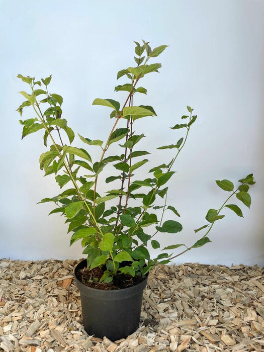 Jungpflanze Roter Hartriegel im Topf