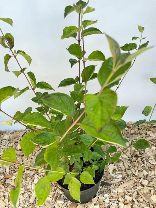 Blattwerk einer Jungpflanze Roter Hartriegel im Topf