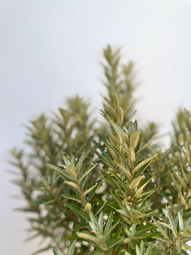 Sanddorn in Nahaufnahme vor weißer Wand