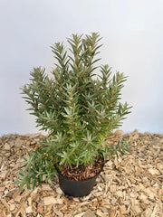 Sanddorn im Topf von oben vor weißer Wand