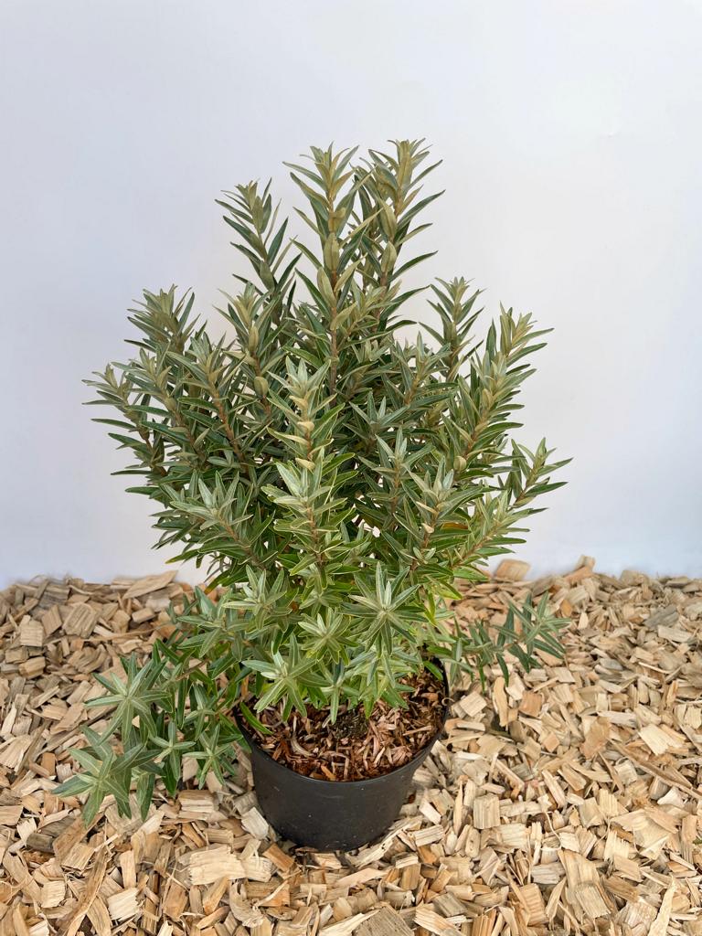 Sanddorn im Topf von oben vor weißer Wand