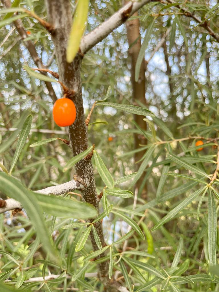 Sanddorn Frucht in Nahaufnahmen