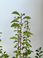 Schlehe in Nahaufnahme vor weißer Wand