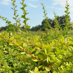 Grüne Heckenberberitze Thunberg im Garten