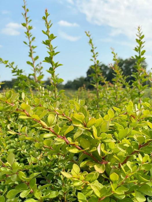 Grüne Heckenberberitze Thunberg im Garten