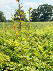 Grüne Heckenberberitze Thunberg