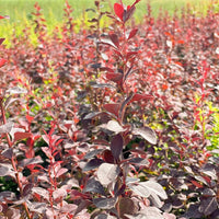 Rote Heckenberberitze Thunberg