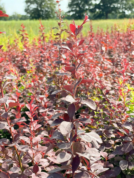 Rote Heckenberberitze Thunberg