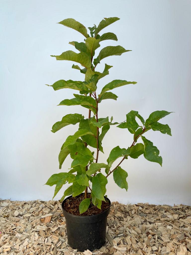 Traubenkirsche im Topf vor weißer Wand