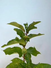 Traubenkirsche in Nahaufnahme vor weißer Wand